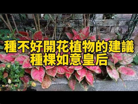 如意開花|中元節前如意開花化煞秘法大公開